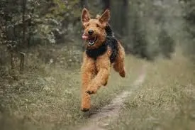 Airedale Terrier