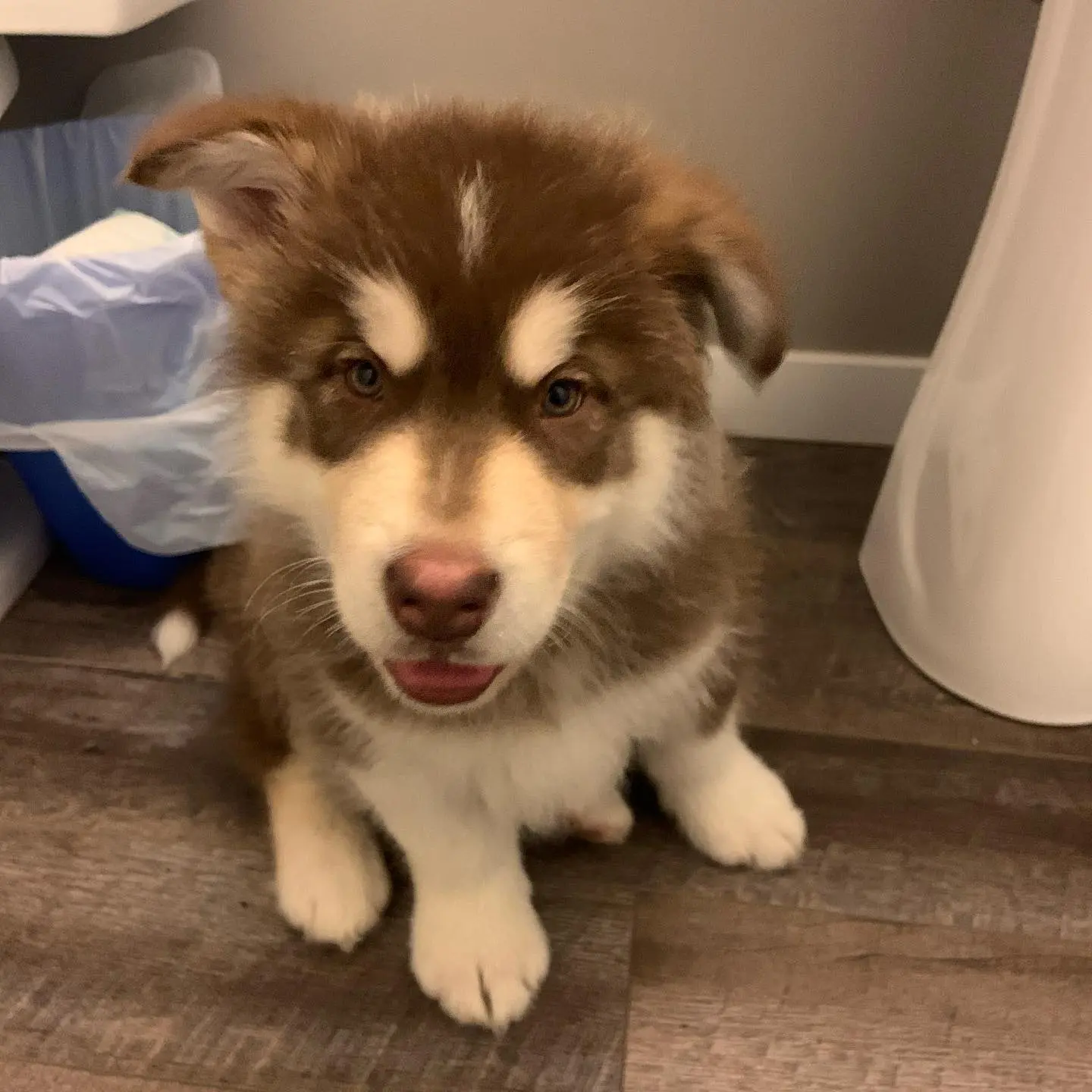 Alaskan malamute