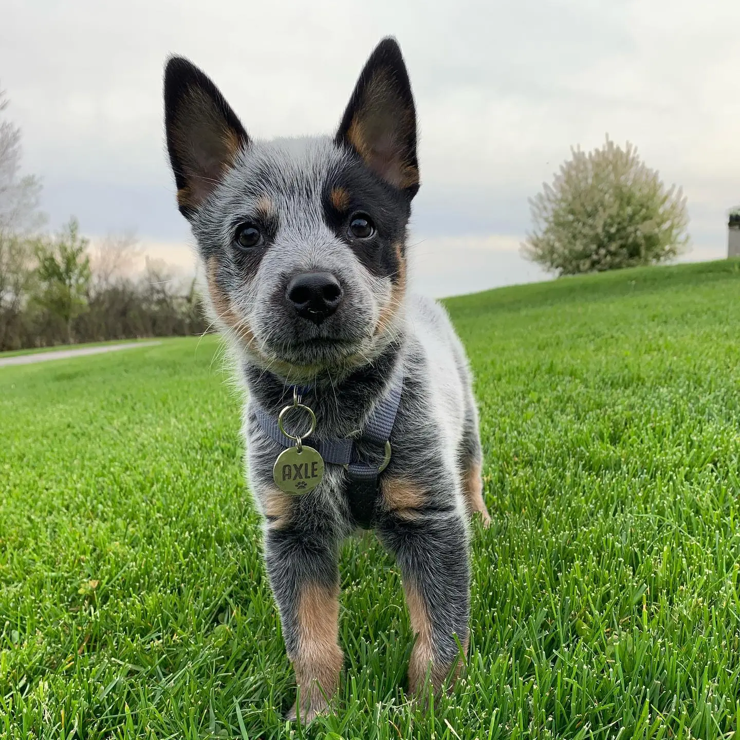 Australian Cattle Dog